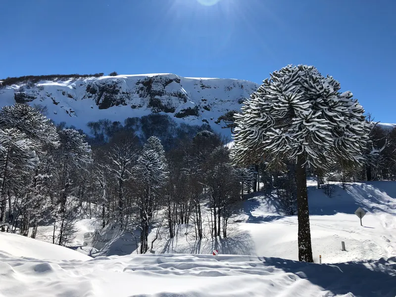 Piñones de araucaria: temporada, cómo se comen y dónde encontrarlos