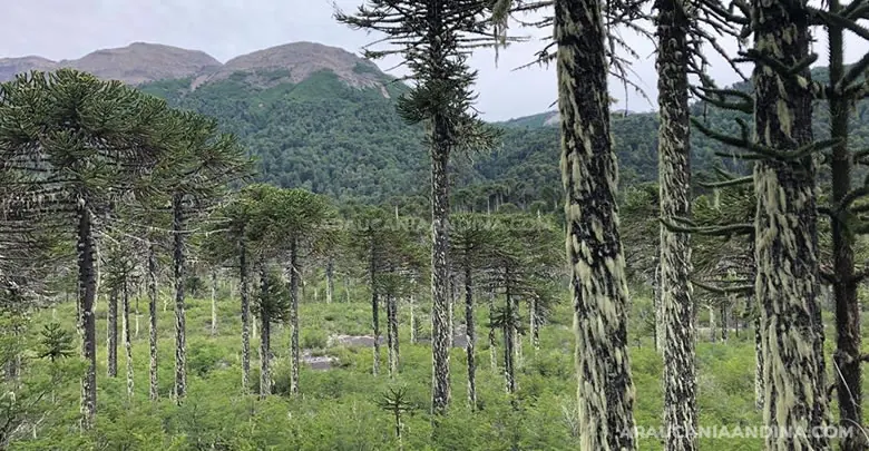 Melipeuco, Araucanía Andina