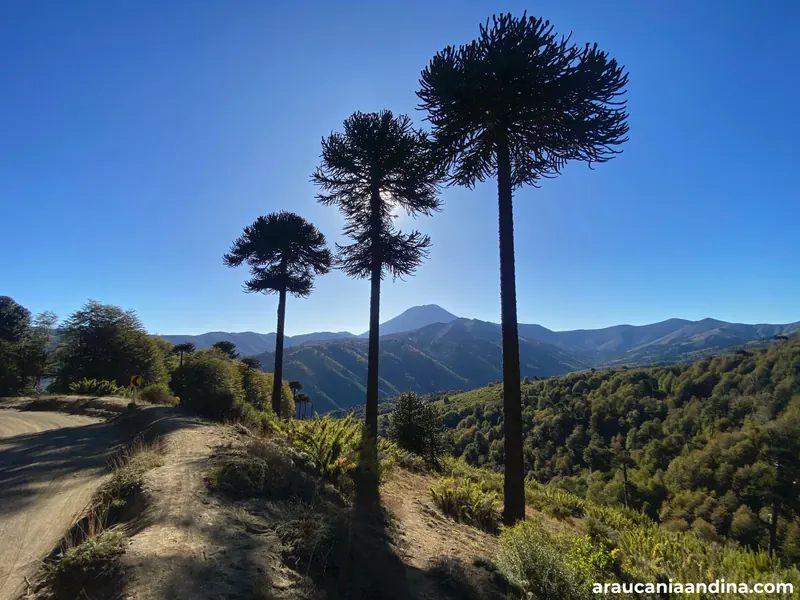 Lonquimay, Araucanía Andina