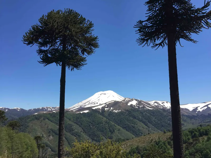 Araucarias y volcanes del circuito, Araucanía Andina