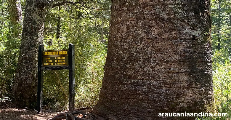 Araucaria Madre, Araucanía Andina