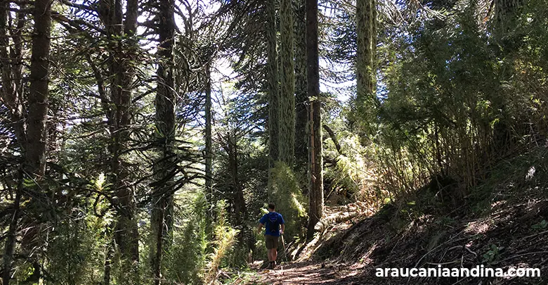 Rutas de trekking, Araucanía Andina