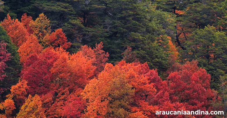 Guía de otoño, Araucanía Andina