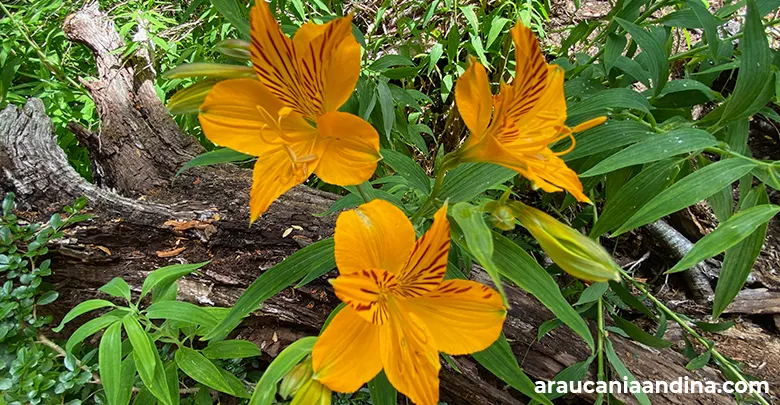 Guía de primavera, Araucanía Andina
