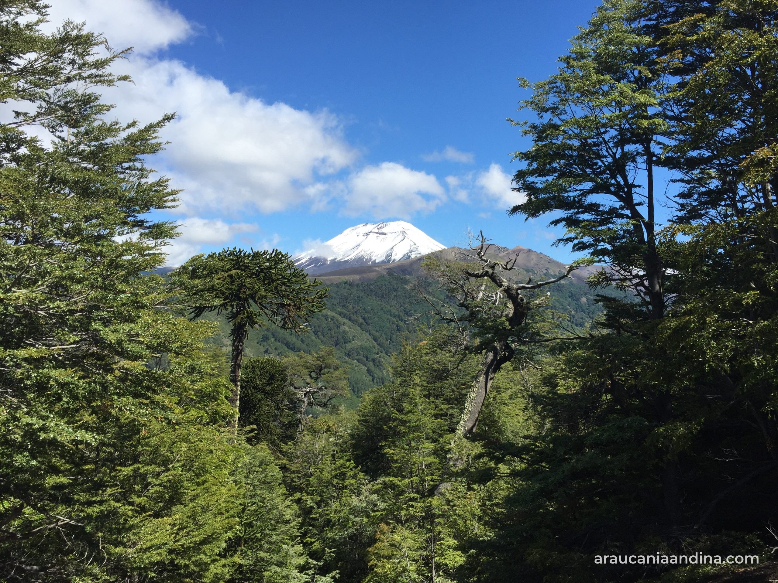Bosque nativo con araucarias y un volcán nevado al fondo en la Araucanía Andina, paisaje del turismo que el Plan Impulso Araucanía 2018-2026 busca fomentar en la región