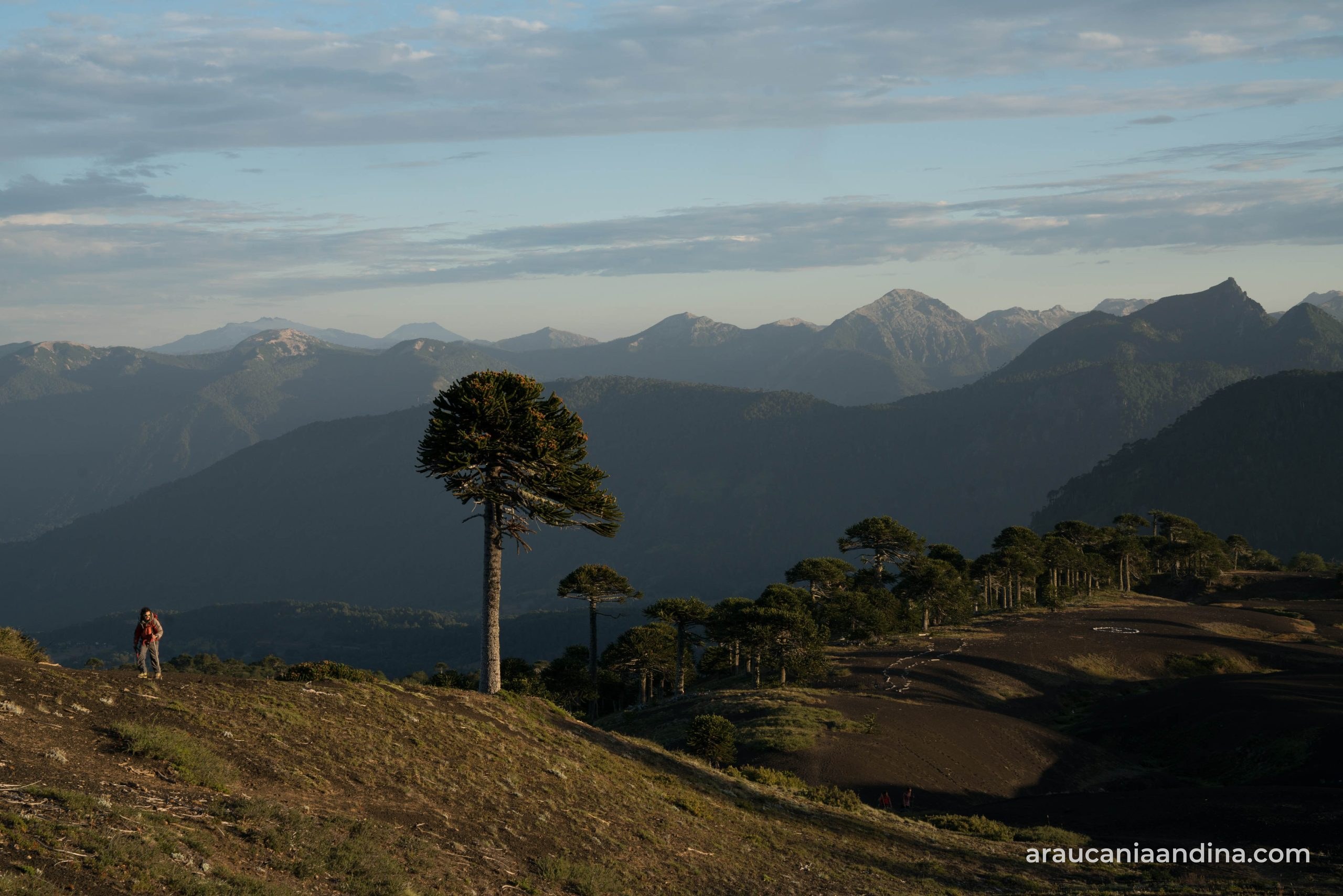 Araucarias y un excursionista en la ladera de los Nevados de Sollipulli, en el Geoparque Kütralcura, que la Unesco declara como el primer geoparque de Chile
