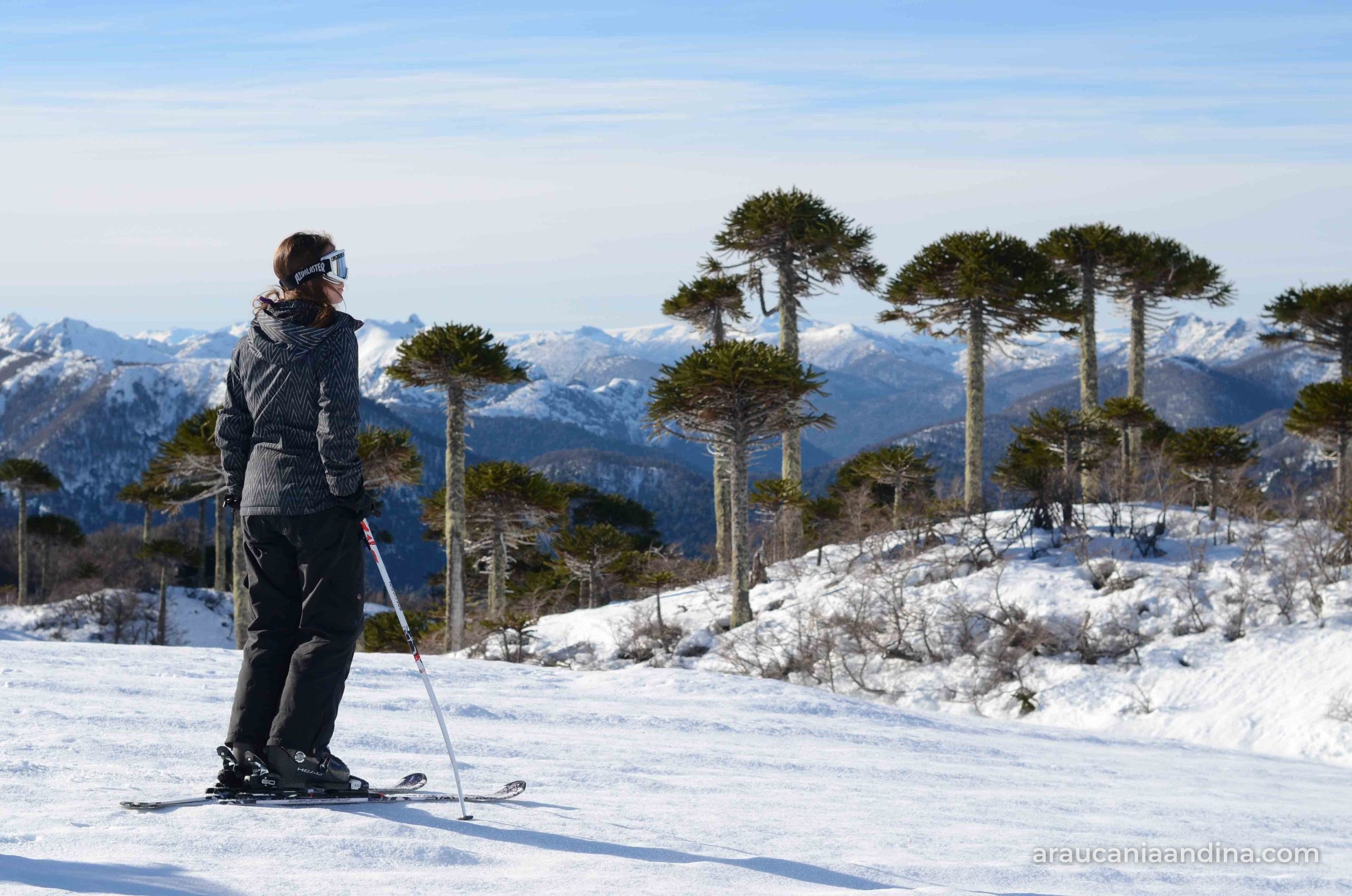 Esquiadora frente a un bosque de araucarias y la cordillera nevada en la Araucanía Andina, en la noticia en que Chile busca consolidarse como campeón mundial en tres categorías de los Oscar del Turismo
