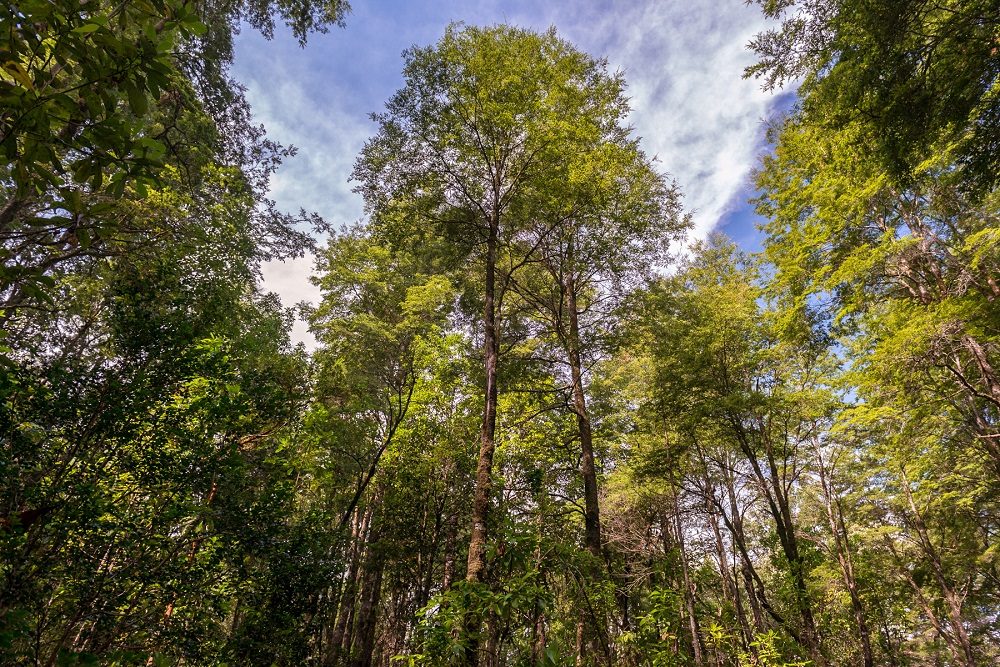 Bosque nativo de árboles altos en la Araucanía Andina
