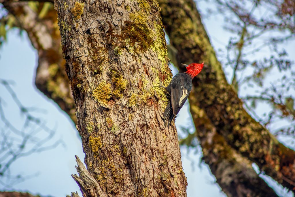 Carpintero negro macho, de cabeza roja, en el tronco de un árbol en Conguillío