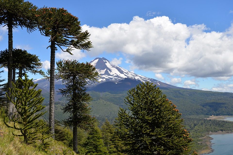 Araucarias del Parque Nacional Conguillío con el volcán Llaima nevado al fondo